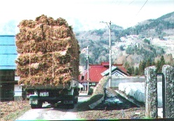 4月1６日長野県鬼無里村にて藁の積みこみ、前方には戸隠山が、田んぼには筋蒔きが終わっていた。